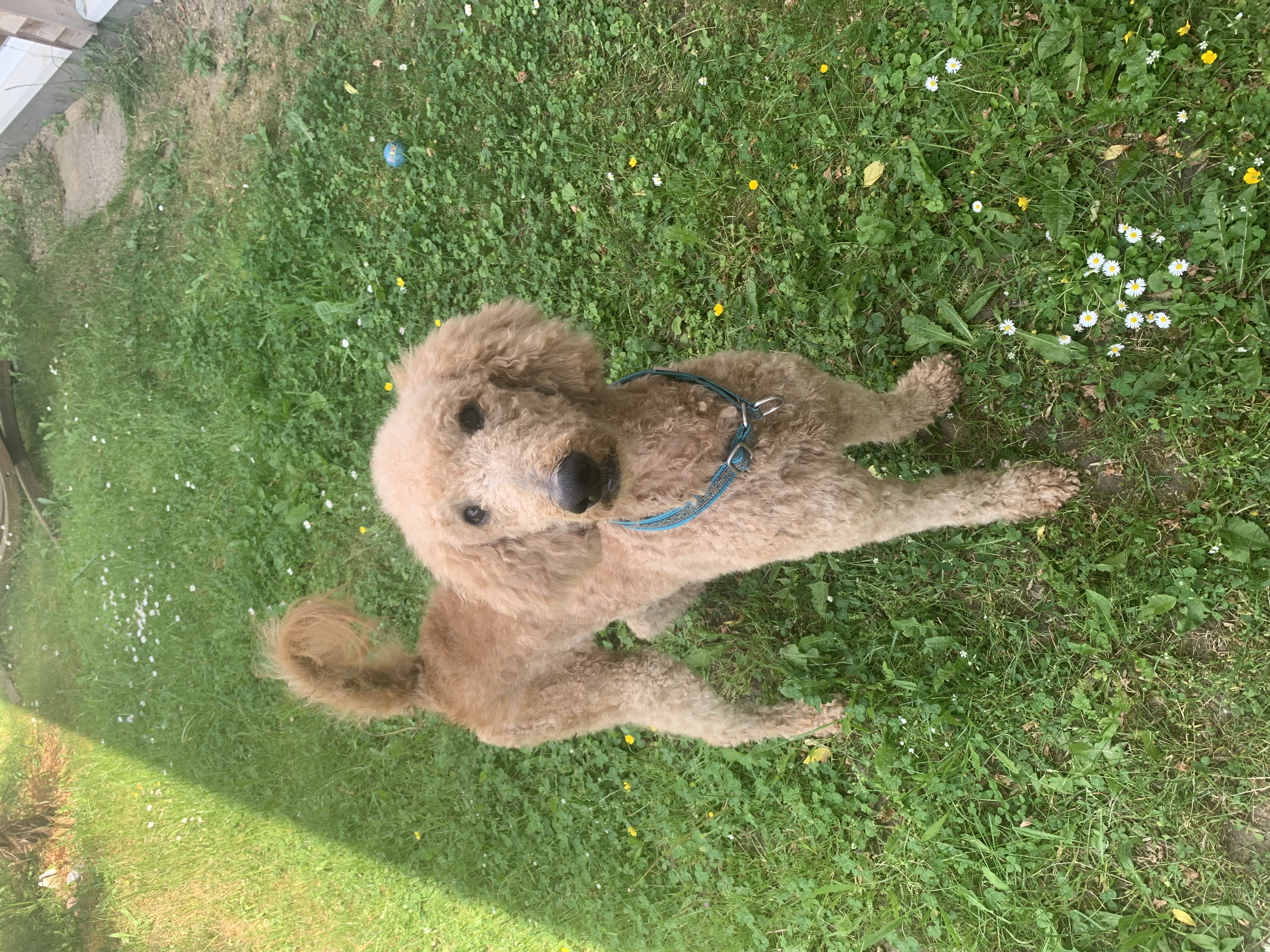 Hunde Haarschnitt