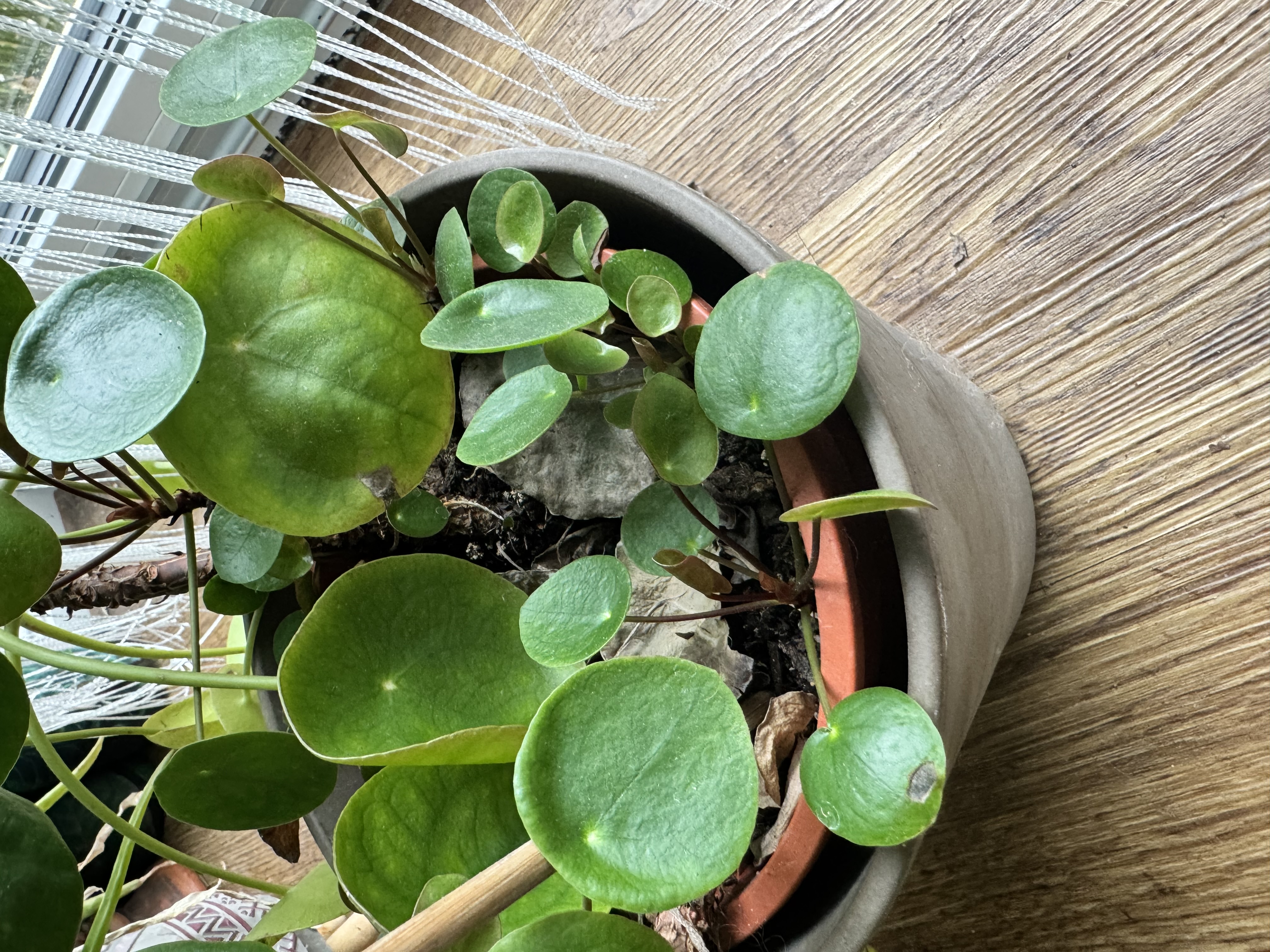 Glückstaler Pflanze (Pilea Peperomioides)