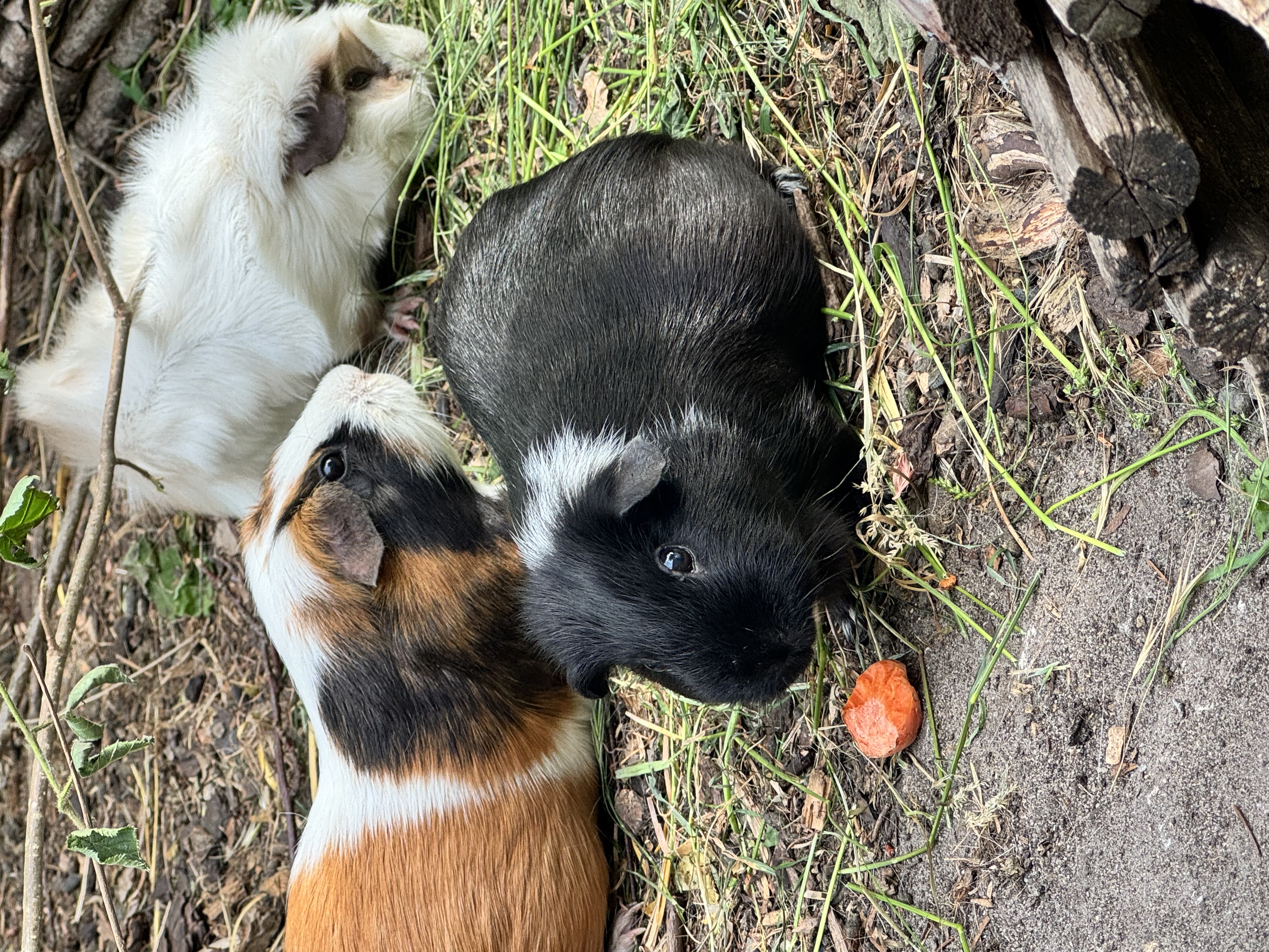 Meerschweinchen füttern