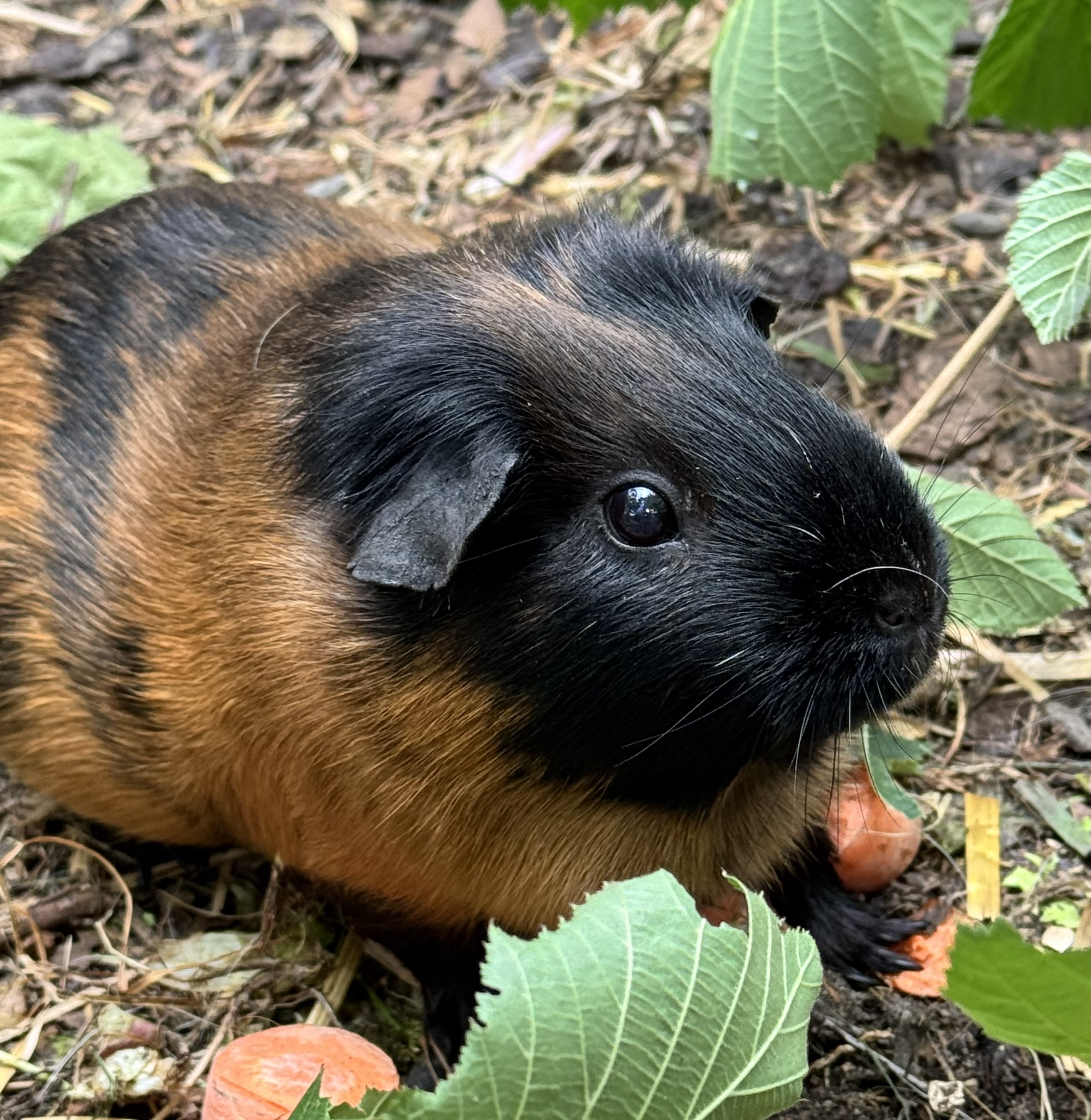 Meerschweinchen füttern