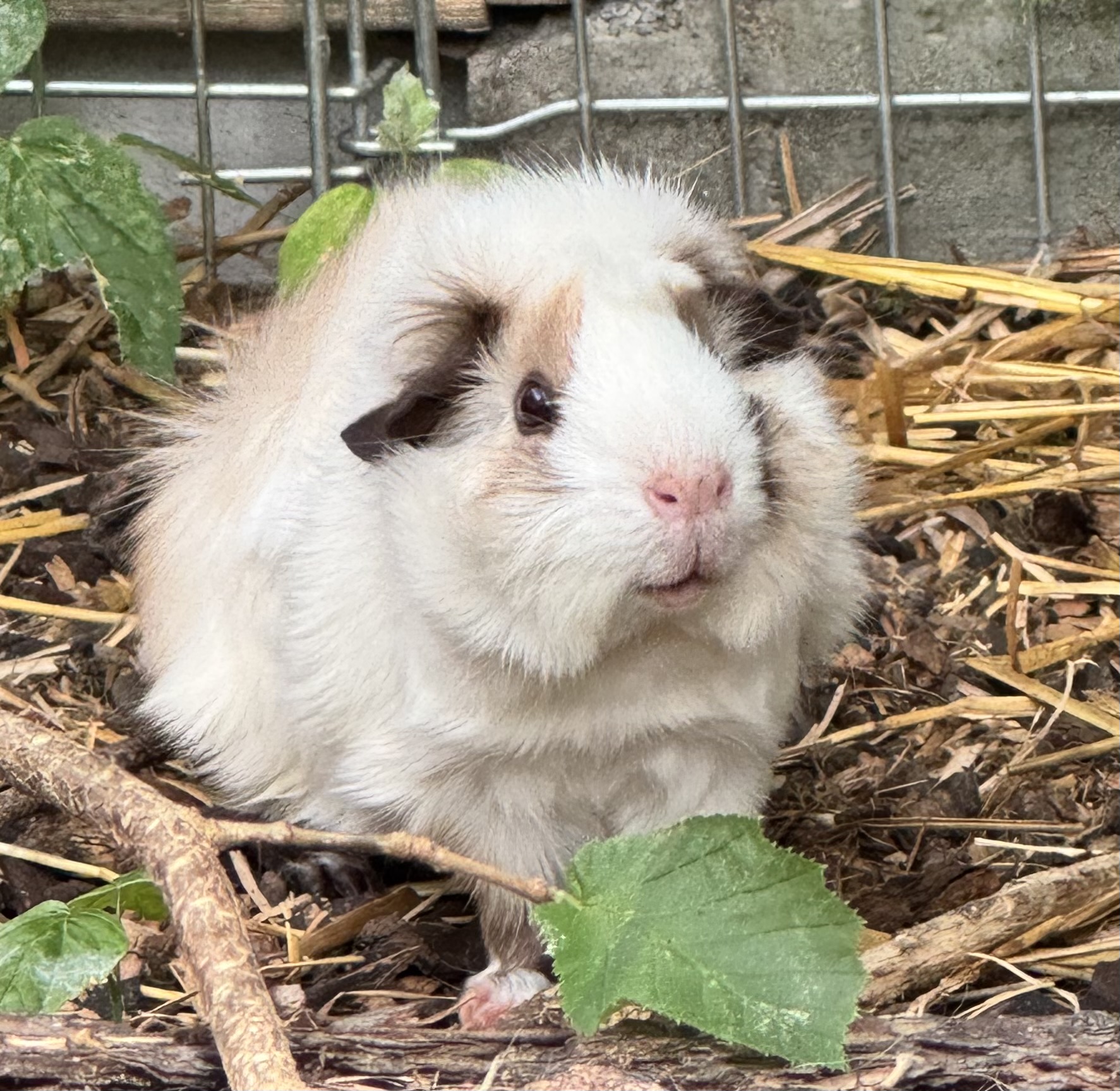 Meerschweinchen füttern