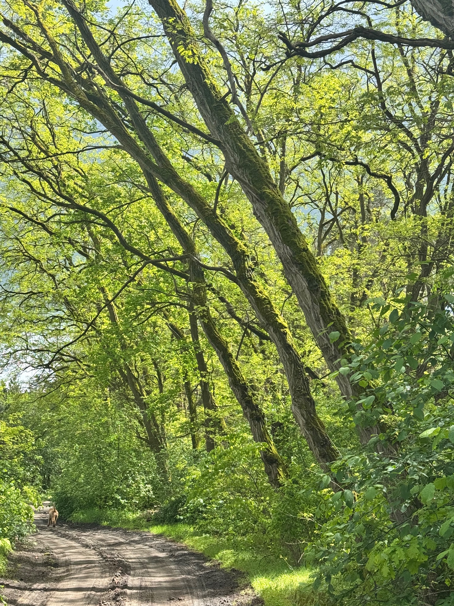 Waldbaden