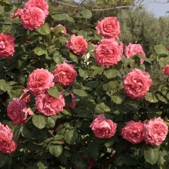 Suche Rosenpflanzen Dee Dee Bridgewater/Meilland und Kerio/Lux+