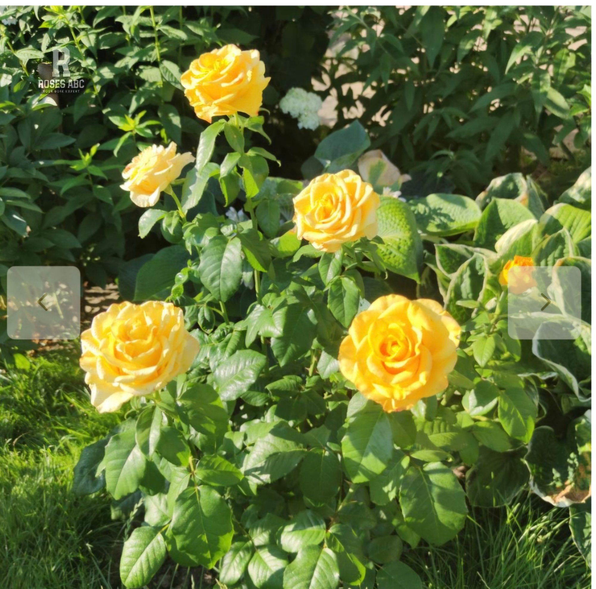 Suche Rosenpflanzen Dee Dee Bridgewater/Meilland und Kerio/Lux+