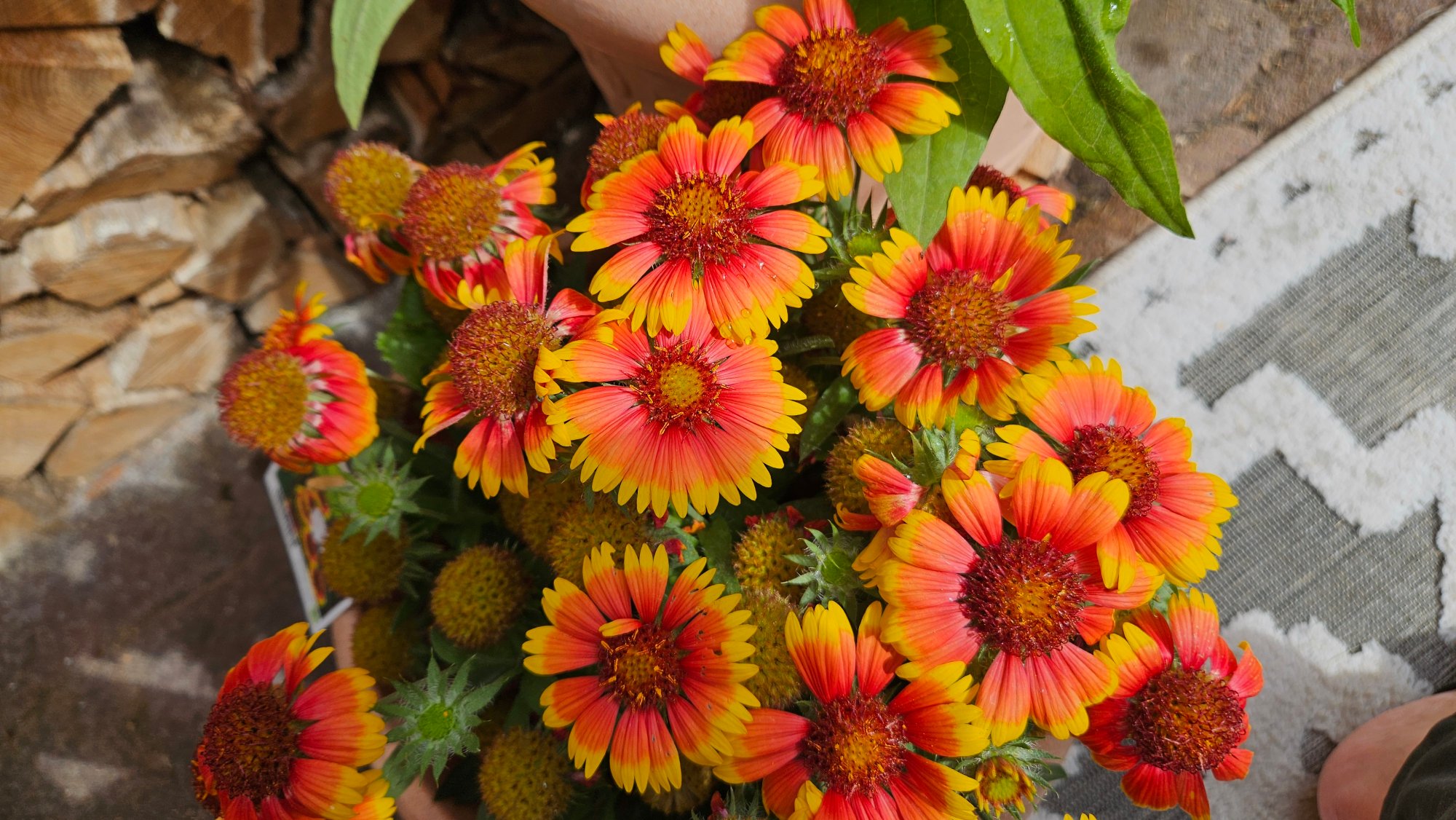 Winterharte Stauden, z.B. Sonnehüte, Korkadenblumen oder ähnliches