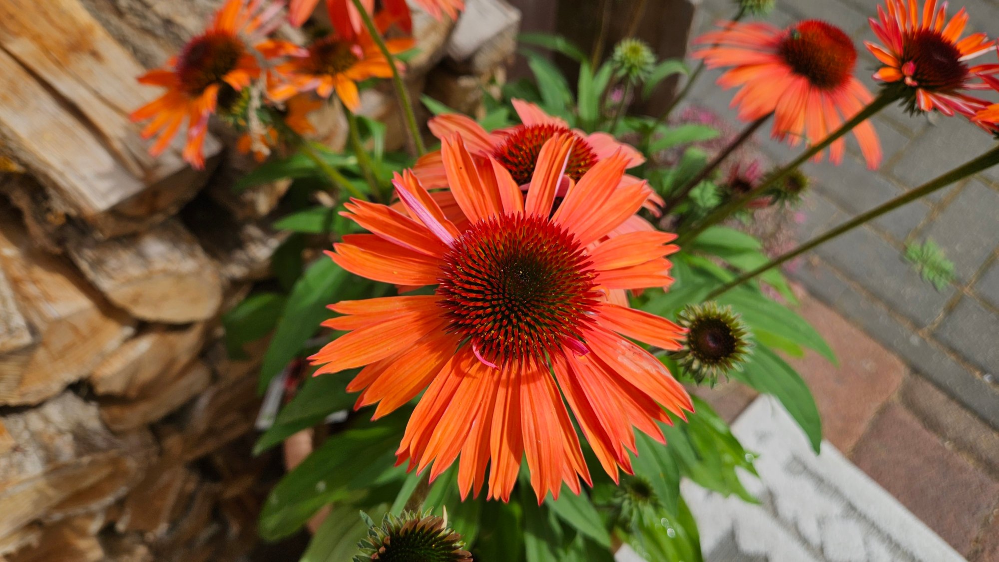 Winterharte Stauden, z.B. Sonnehüte, Korkadenblumen oder ähnliches