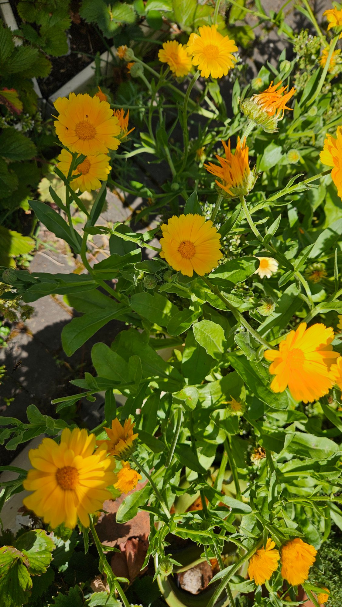 Ringelblumensamen