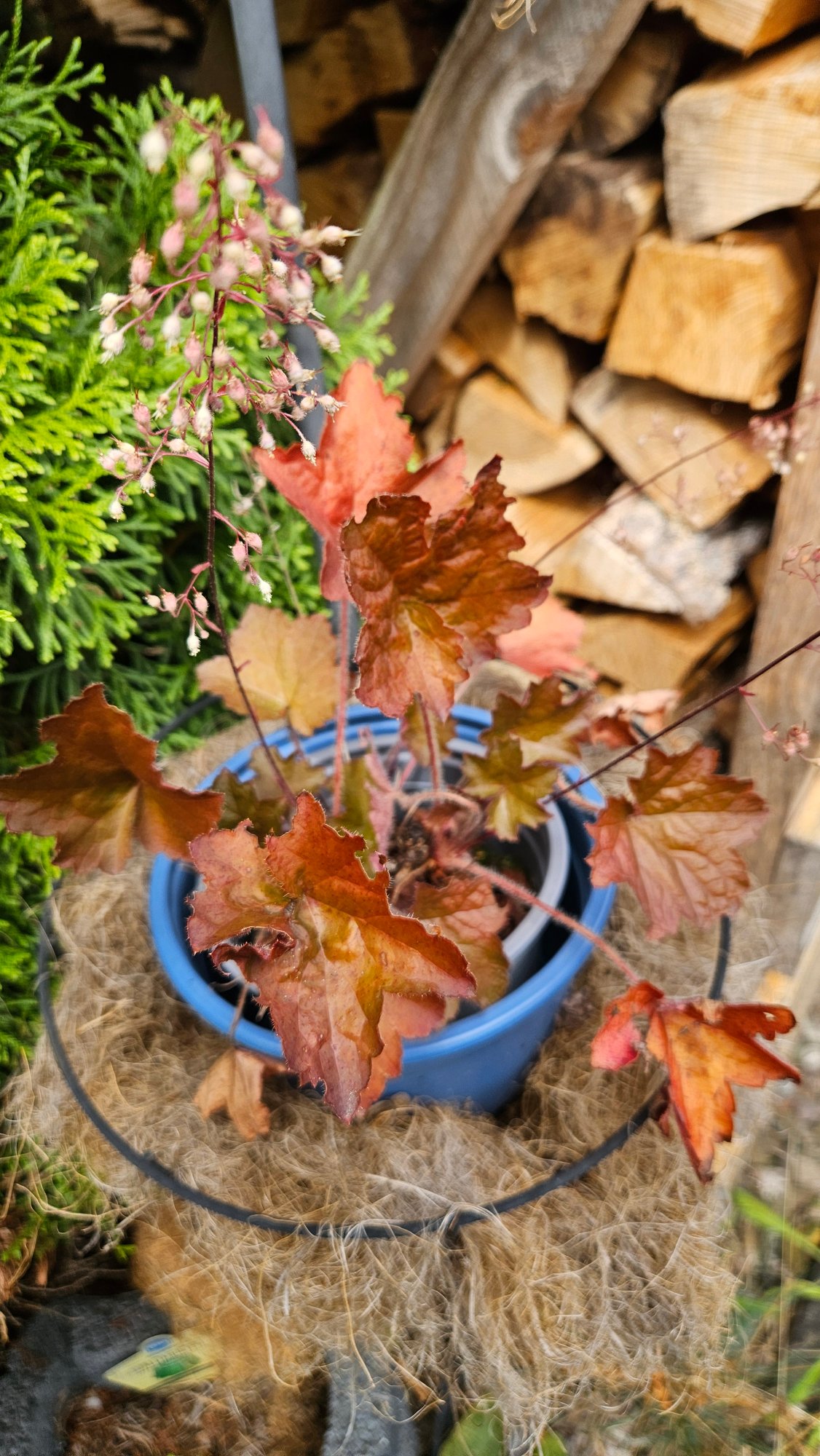 Purpurglöckchen Pflanze im Topf