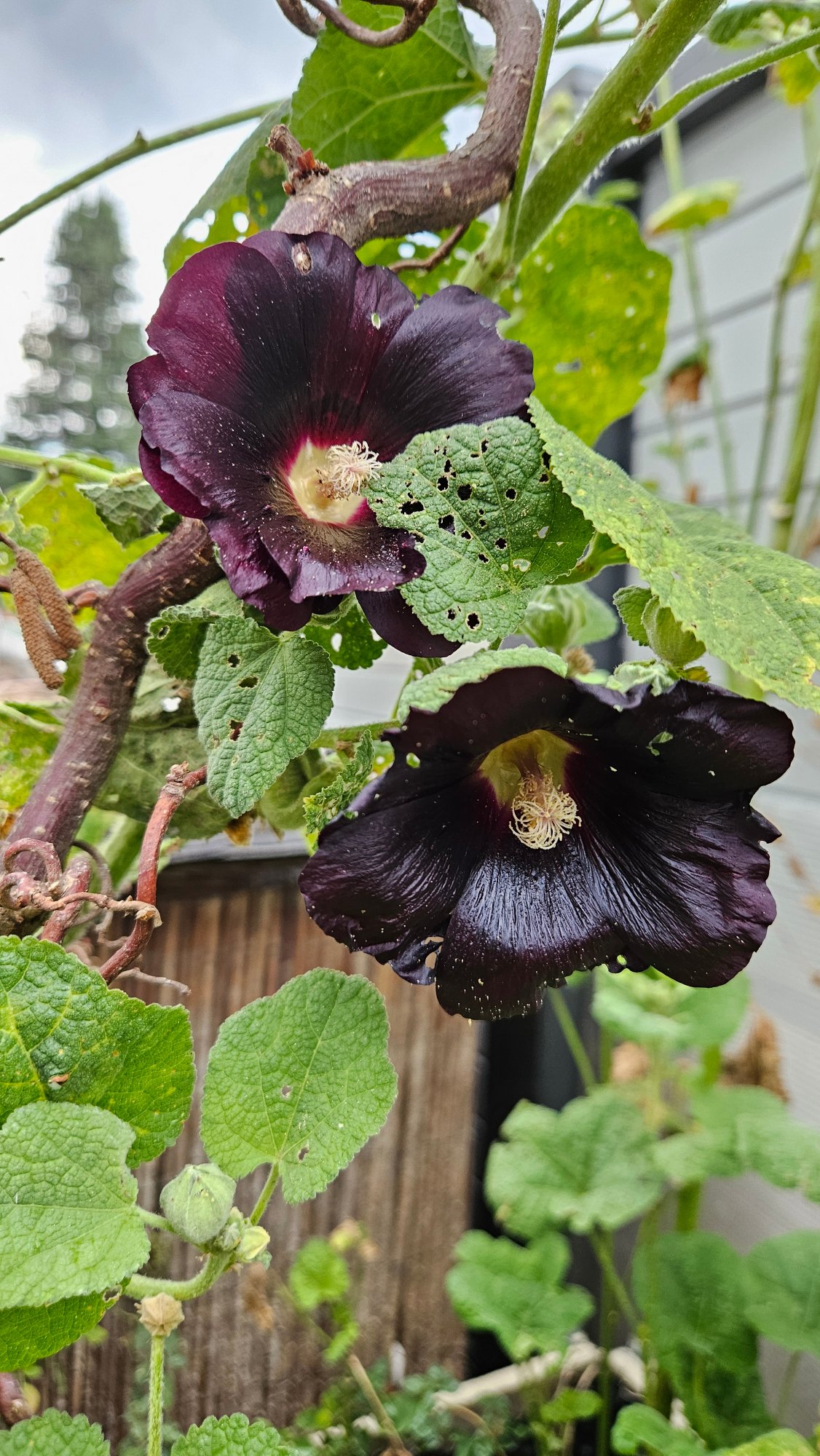Schwarze Stockrose Samen