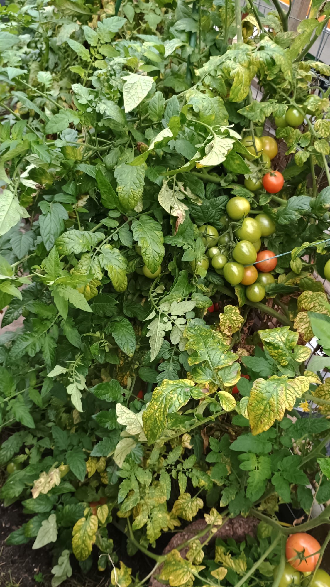 Frische Tomaten aus eigenem Bio-Anbau