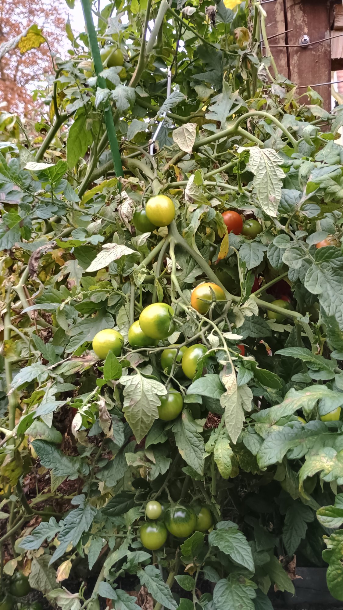 Frische Tomaten aus eigenem Bio-Anbau