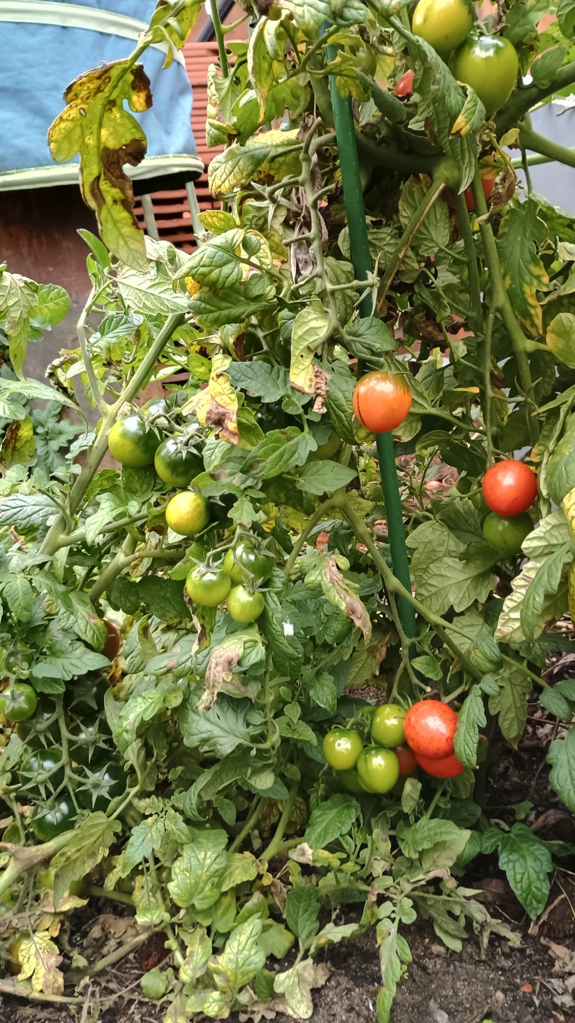 Frische Tomaten aus eigenem Bio-Anbau