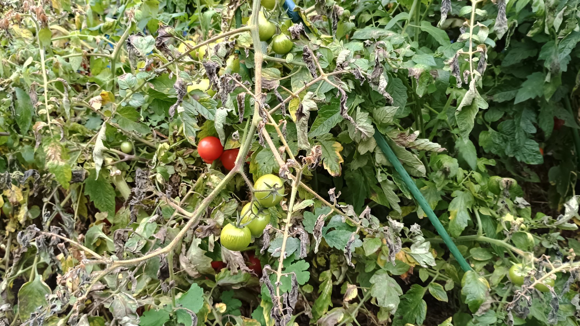 Frische Tomaten aus eigenem Bio-Anbau
